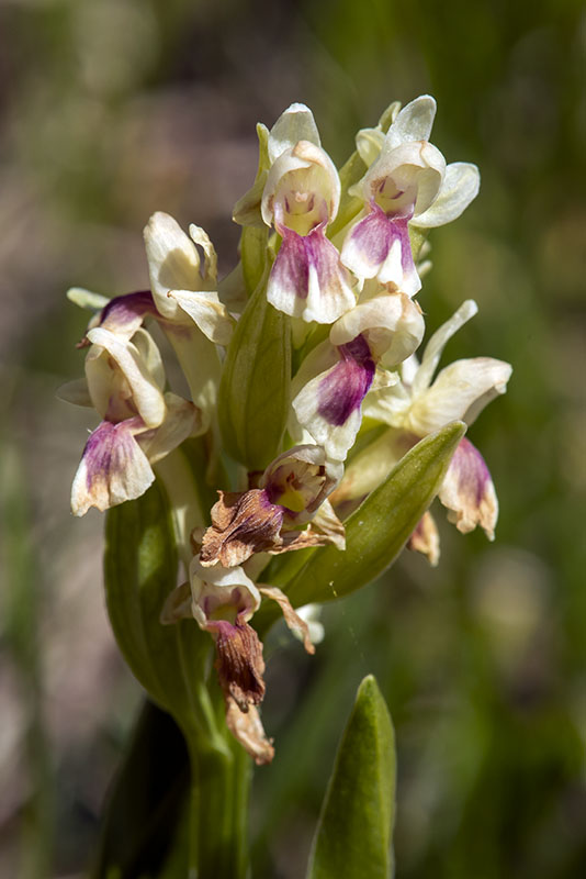 Orchide Sambucina - Dactylorhiza sambucina